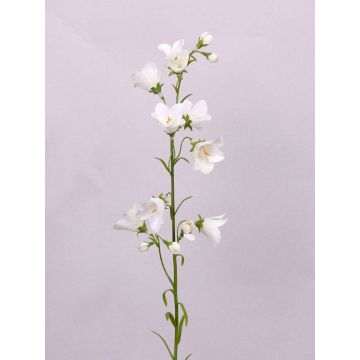 Umělá rostlina zvonek GISELA, bílá, 65cm, Ø5cm