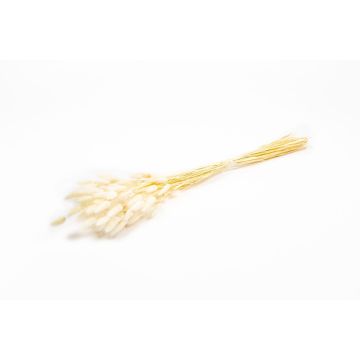 Sušená tráva Lagurus BORKA, trs, bílá, 55-75cm, Ø12cm