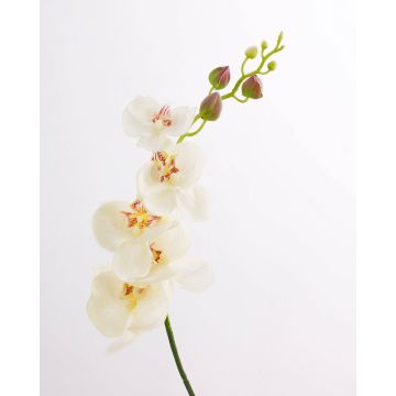 Umělá větvička orchideje phalaenopsis DAJANA, krémovo-bílá, 90cm
