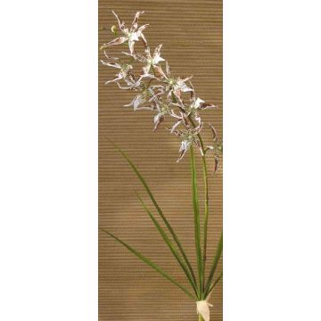 Umělá orchidej odontoglossum ZOFIA, zápich, krémově hnědá, 105cm