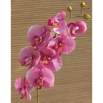 Dekorativní větvička orchideje phalaenopsis RICKY, růžová, 105cm