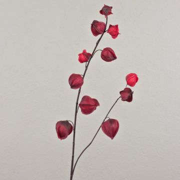 Umělá větev mochyně MARCY, s plody, vínovo-červená, 95cm