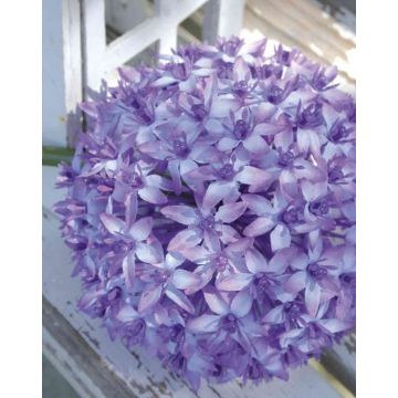 Umělá květina okrasný česnek LIECHA, fialová, 80cm, Ø14cm