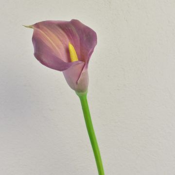 Umělá zantedeschia TALEA, fialová, 65cm, 9x11cm