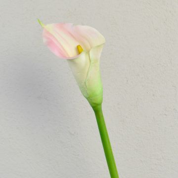 Umělá zantedeschia TALEA, bílo-růžová, 65cm, 9x11cm