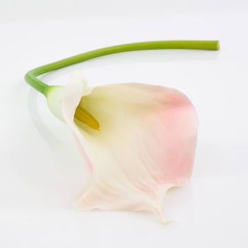 Umělá květina kornoutovka TERESA, bílo-růžová, 70cm, 10x18cm