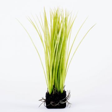 Plastová trsnatá tráva WILLHELM v zemině ve tvaru čtverce, zelená, 25cm