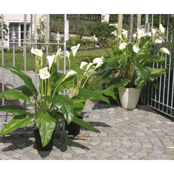 Umělá květina zantedeschia LAURENCE, bílá, 130cm, 8x13cm