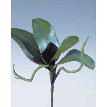 Umělé listy Phalaenopsis orchidej DORTE, vzdušné kořeny, 22x28cm