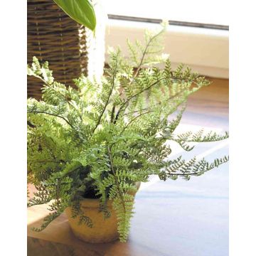 Umělá bostonská kapradina MARGARETA, v ozdobném květináči, 25cm, Ø30cm