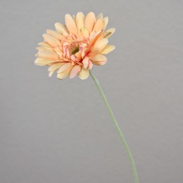 Umělá gerbera VIRGINIA, krémovo-růžová, 55cm, Ø11cm
