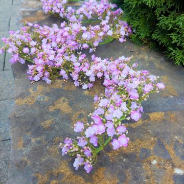 Umělý gypsophila věnec LITAGO, růžovo-fialový, 180cm