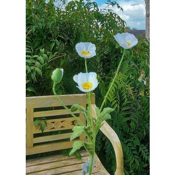 Umělá maková větvička OXANDRINE, smetanově bílá, 60cm