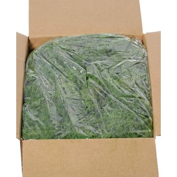 Pravý islandský mech SVEINBJÖRN, tmavě zelený, 5kg