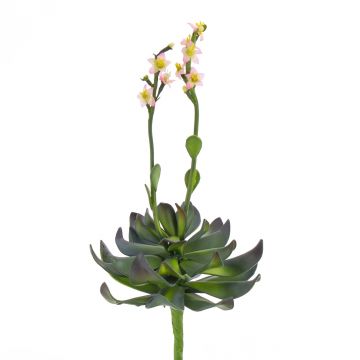 Umělý sukulent aeonium CHARLIZE s květy, se zápichem, růžová, 30cm