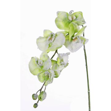 Umělá větev orchidej phalaenopsis MYRIA, zasněžený, zelená, 75cm
