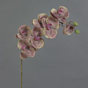 Umělá orchidej Phalaenopsis LARDUEN, zeleno-růžová, 80cm