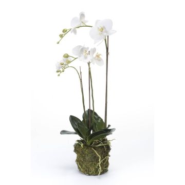 Umělá orchidej phalaenopsis PABLA, v mechu, bílá, 70cm