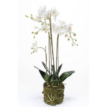 Umělá orchidej phalaenopsis PABLA, v mechu, bílá, 80cm