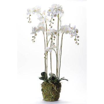 Umělá orchidej phalaenopsis PABLA, v mechu, bílá, 145cm