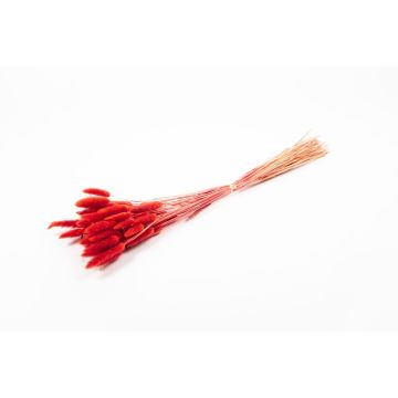 Sušená tráva Lagurus BORKA, svazek, červená, 55-75cm, Ø12cm, 50 g