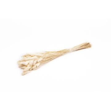Sušená kanárská tráva BRAGILA v trsu, krémová, 50-75cm, Ø12cm