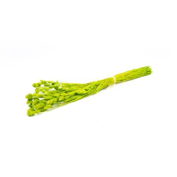 Sušená kanárská tráva BRAGILA v trsu, jablkově zelená, 50-75cm, Ø12cm