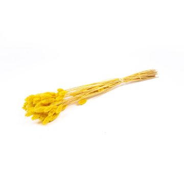 Sušená kanárská tráva BRAGILA v trsu, žlutá, 50-75cm, Ø12cm