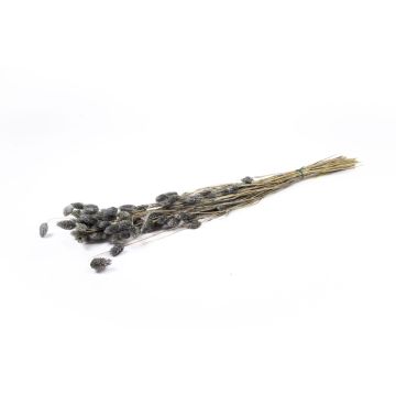Sušená kanárská tráva BRAGILA v trsu, šedá, 50-75cm, Ø12cm