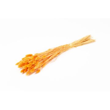 Sušená kanárská tráva BRAGILA v trsu, oranžová, 50-75cm, Ø12cm