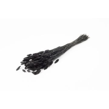Sušená kanárská tráva BRAGILA v trsu, černá, 50-75cm, Ø12cm