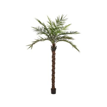Umělá kentia palma MARCOS, 300cm