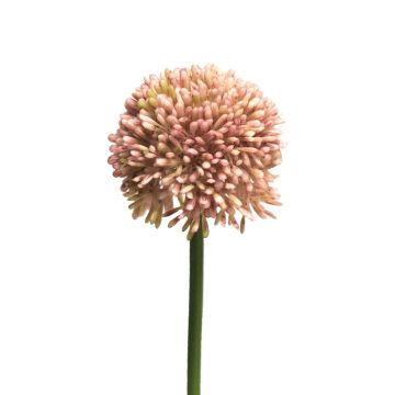 Umělá květina allium BAILIN, růžovo-krémová, 40cm