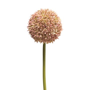 Umělá květina allium BAILIN, růžovo-krémová, 65cm