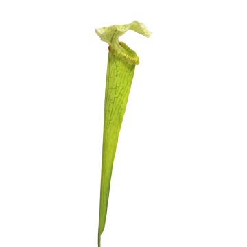 Umělý sukulent Sarracenia YUNFEI na zápichu, zelená, 60cm