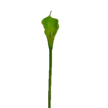 Umělá květina zantedeschie DOU, zelená, 70cm