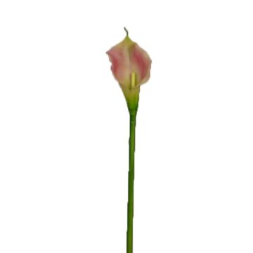 Umělá květina zantedeschie DOU, růžovo-zelená, 70cm
