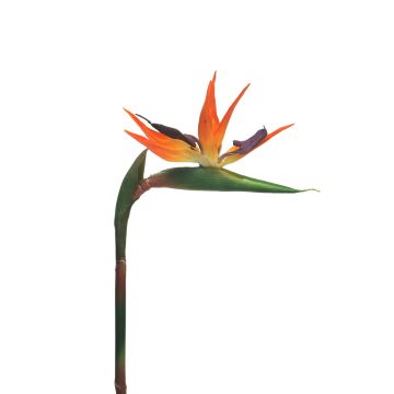 Umělá květina strelitzie DONGLIN, oranžovo-fialová, 85cm