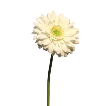 Umělá květina gerbera QIUDONG, krémová, 50cm
