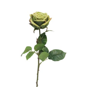 Umělá květina růže JIANHUA, zelená, 70cm