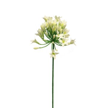 Umělá květina agapanthus ASONG, krémová, 75cm