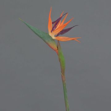 Dekorativní květina strelitzie WEIYU, oranžovo-fialová, 60cm