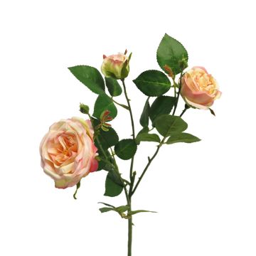 Dekorativní růže SHIYUN, broskvově růžová, 60cm