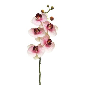 Umělá větvička orchideje Phalaenopsis SONGYA, růžovo-krémová, 55cm