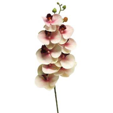 Umělá větvička orchideje Phalaenopsis SONGYA, růžovo-krémová, 75cm