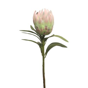 Umělá květina protea JIAHUI, růžovo-zelená, 70cm