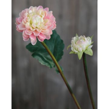 Umělá chryzantéma RYON, růžovo-krémová, 70cm, Ø3-5cm