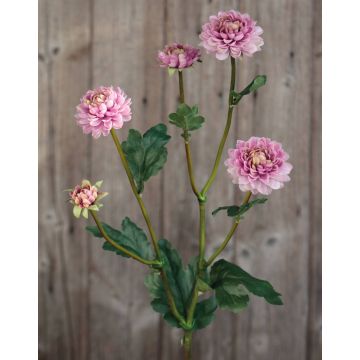 Umělá chryzantéma RYON, růžovo-zelená, 70cm, Ø3-5cm