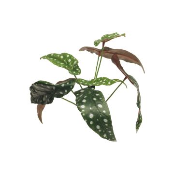 Umělá rostlina begonia maculata NILING, zápich, zeleno-bílá, 35cm