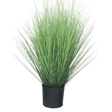 Tráva proso prutnaté YAMIN, zelená, 60cm